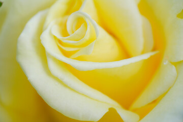 黄色の薔薇