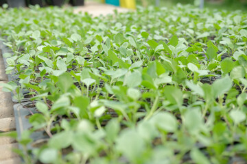 vegetable sprout seedling plant growing in nursery greenhouse