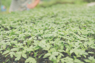 Obraz premium vegetable sprout seedling plant growing in nursery greenhouse