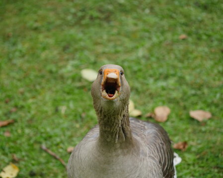 grey goose babbling