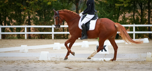 Dressage horse with rider in a test in the Upward Gallopade photographed from the side, photo with...