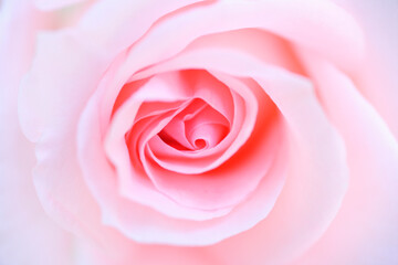 Fototapeta na wymiar ピンク色の薔薇