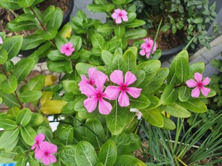 Pink flower(Madagascar Periwinkle)