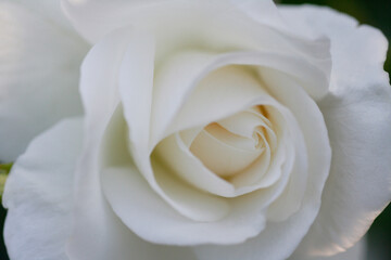 白色の薔薇