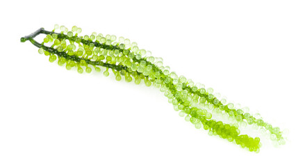 Sea grapes ( green caviar ) seaweed on white background