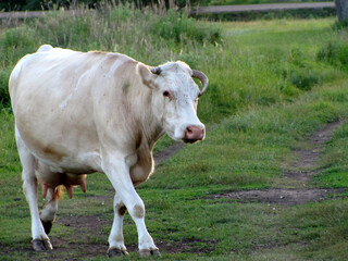 The cow in the village