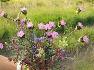 Field flowers