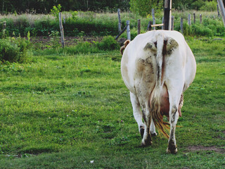 The cow in the village