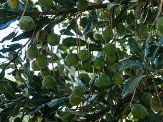 green macadamia fruits on green background, not yet ripe