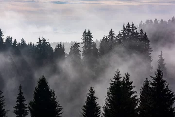Photo sur Plexiglas Forêt dans le brouillard Brouillard divisé par les rayons du soleil. Matin brumeux vue dans la zone de montagne humide.