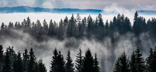Fog divided by sun rays. Misty morning view in wet mountain area. 