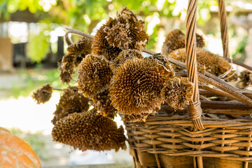 Isolate and close up wicker basket with dried sunflowers in a natural background