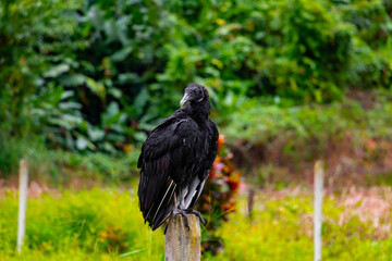 A large wild american black vulture is sitting on a pillar