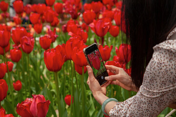 Photographing red tulips with mobile phone