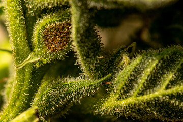 Close up crystals on cannabis leaf