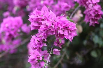 Fototapeta premium Beautiful pink flowers in the garden