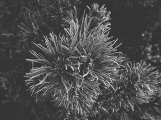 tree needles black and white