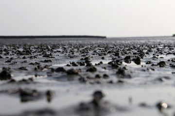 detail aufnahme vom Wattenmeer, Nordsee Küste, Deutschland 