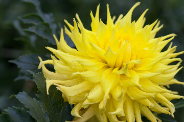 Obraz premium Closeup of one yellow flower of chrysanthemum