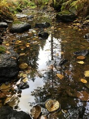 stream in the forest