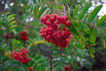 Red rowan berries on a branch with green leaves. Blurry background.
