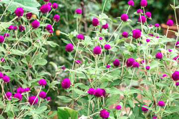 Amaranth purple-red in the garden