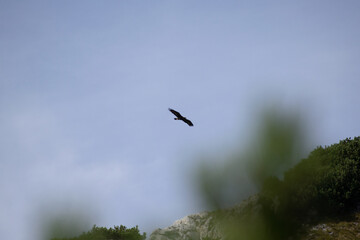 Ein Steinadler in den alpen