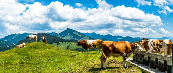 Gordijnen koe op de kranzhorn-berg in oostenrijk © fottoo
