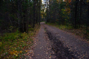 Obraz premium path in the woods