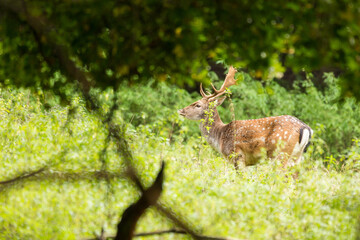 Fallow deer (dama dama), wildlife scenery. 