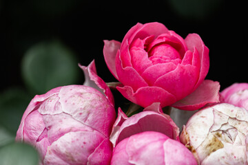 Pink roses in the garden after the rain. Close-up.