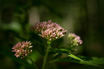 Red milkweed flowers blooming in the garden