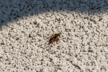 Close up shot of wasp on wall
