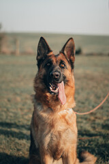 cute german shepherd dog with huge tongue