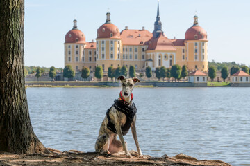 folgsamer Windhund (Whippet) sitzt vor dem Barockschloss Schloss Moritzburg im Herbst 