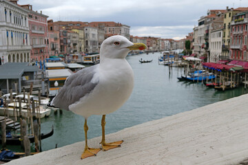 Gabbiano di Venezia sul ponte di Rialto con vista sul Canal Grande