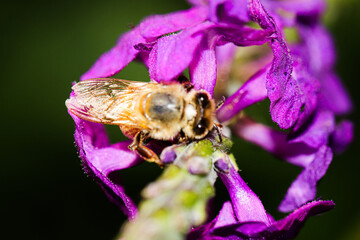 bee on flower