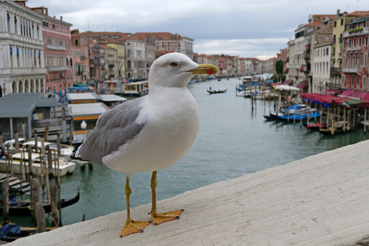 Gabbiano di Venezia sul ponte di Rialto con vista sul Canal Grande