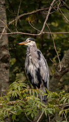 Grey Heron standing on tree branch