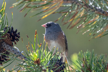 Dark-eyed Junco (Junco hyemalis) , Yellowstone National Park