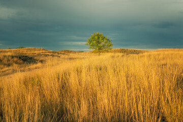 Golden grassland in light of setting sun through the clouds after storm. Deliblatska pescara, Serbia