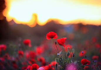 natural background with scarlet flowers poppies grow on a summer meadow in the rays warm sunset