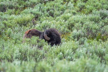 Resting American Bison (Bison bison), Yellowstone National Park