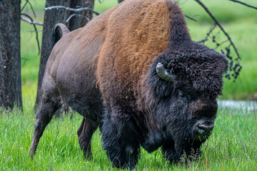 American Bison (Bison bison), Yellowstone National Park © Hanjo Hellmann