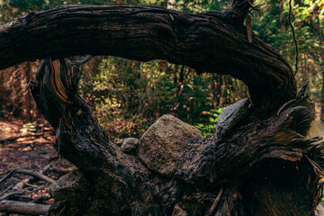 Fototapeta na wymiar Fallen Tree, King's Canyon National Park