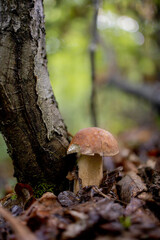 White mushroom in the forest. A mushroom with a brown cap.Boletus. Mushroom