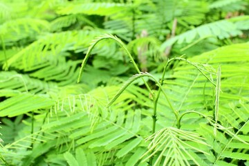 fern leaves