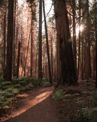 Obraz premium King's Canyon Trail at Sunset, King's Canyon National Park