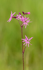 fringed pink or large pink (Dianthus superbus) flower