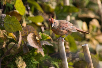 northern cardinal (Cardinalis cardinalis)
